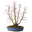 Acer palmatum, 44 cm, ± 15 anni, con nebari di 13 cm