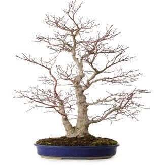 Acero palmato, 63 cm, ± 35 anni