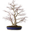 Acer palmatum, 63 cm, ± 35 Jahre alt, mit einem Wurzelhals von 16 cm