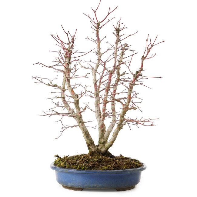 Acer palmatum, 44 cm, ± 15 anni, con nebari di 13 cm