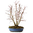 Acer palmatum, 44 cm, ± 15 años, con un nebari de 13 cm