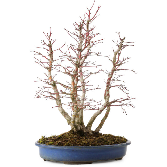 Acer palmatum, 44 cm, ± 15 años, con un nebari de 13 cm