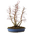 Acer palmatum, 44 cm, ± 15 anni, con nebari di 13 cm