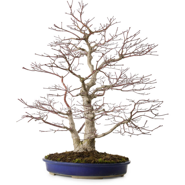 Acer palmatum, 63 cm, ± 35 años, con un nebari de 16 cm