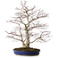 Acer palmatum, 63 cm, ± 35 ans, avec un nebari de 16 cm