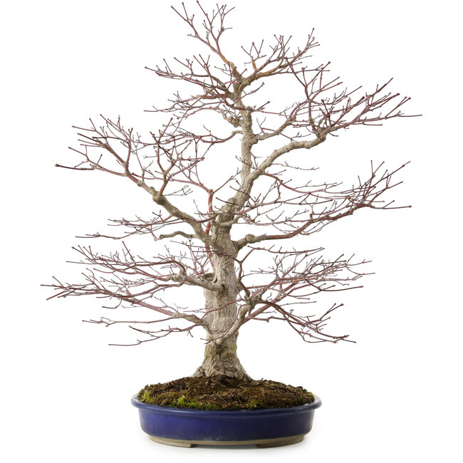 Acer palmatum, 63 cm, ± 35 Jahre alt, mit einem Wurzelhals von 16 cm