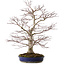 Acer palmatum, 63 cm, ± 35 Jahre alt, mit einem Wurzelhals von 16 cm