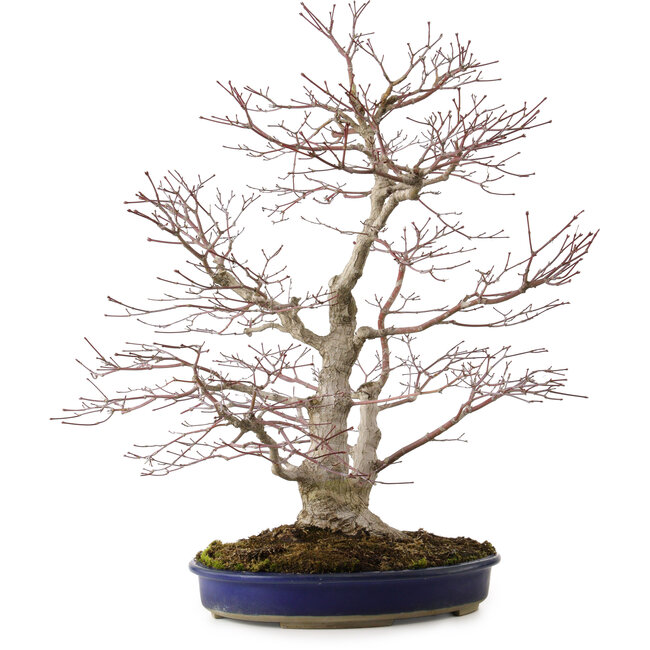 Acer palmatum, 63 cm, ± 35 years old, with a nebari of 16 cm
