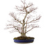 Acer palmatum, 63 cm, ± 35 ans, avec un nebari de 16 cm
