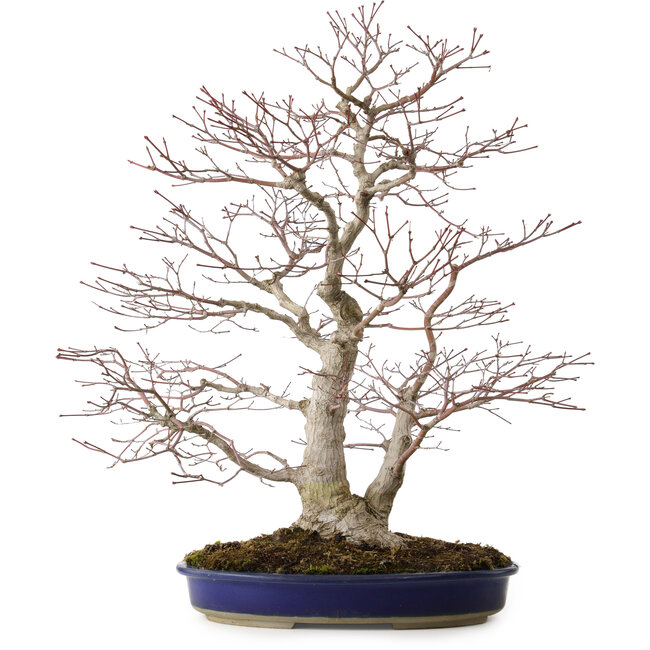 Acer palmatum, 63 cm, ± 35 Jahre alt, mit einem Wurzelhals von 16 cm