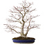 Acer palmatum, 63 cm, ± 35 anni, con nebari di 16 cm