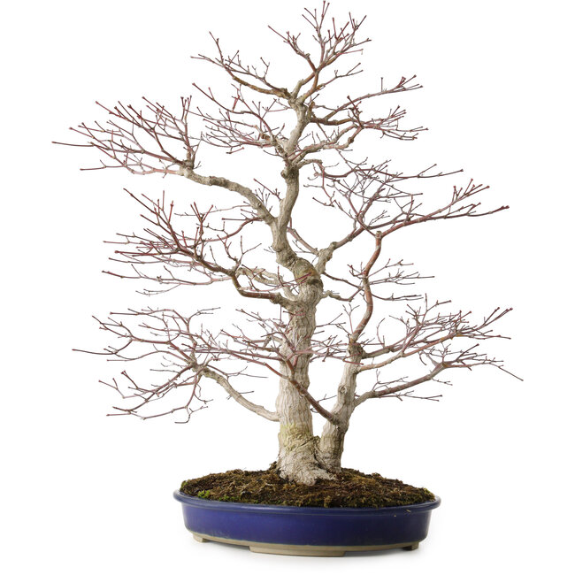 Acer palmatum, 63 cm, ± 35 Jahre alt, mit einem Wurzelhals von 16 cm
