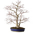 Acer palmatum, 63 cm, ± 35 years old, with a nebari of 16 cm