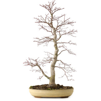 Acer palmatum, 62 cm, ± 25 años