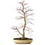 Acer palmatum, 62 cm, ± 25 Jahre alt, mit einem Wurzelhals von 9 cm