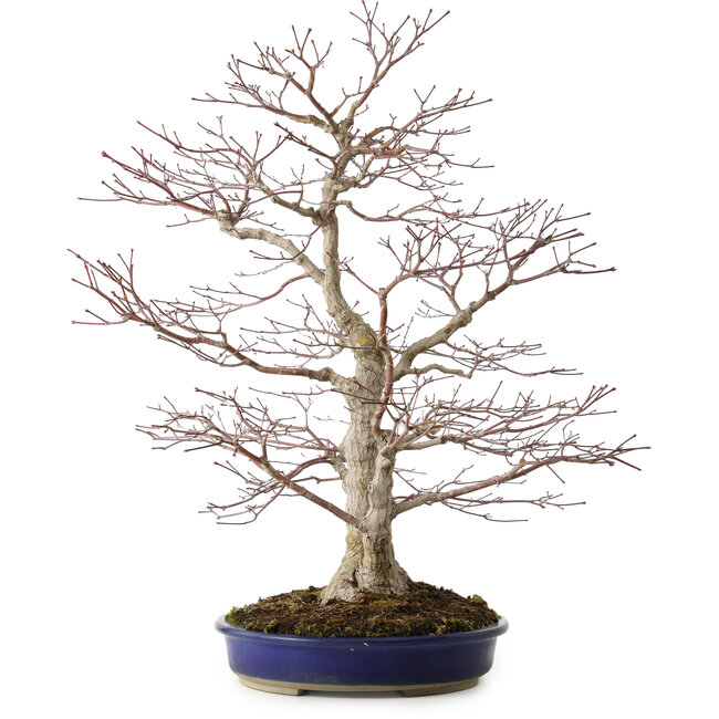Acer palmatum, 63 cm, ± 35 años, con un nebari de 16 cm