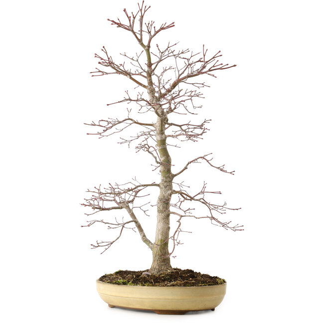 Acer palmatum, 62 cm, ± 25 años, con un nebari de 9 cm