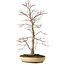 Acer palmatum, 62 cm, ± 25 Jahre alt, mit einem Wurzelhals von 9 cm