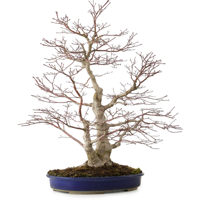 Acer palmatum, 63 cm, ± 35 Jahre alt, mit einem Wurzelhals von 16 cm