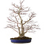 Acer palmatum, 63 cm, ± 35 años, con un nebari de 16 cm