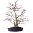 Acer palmatum, 63 cm, ± 35 Jahre alt, mit einem Wurzelhals von 16 cm
