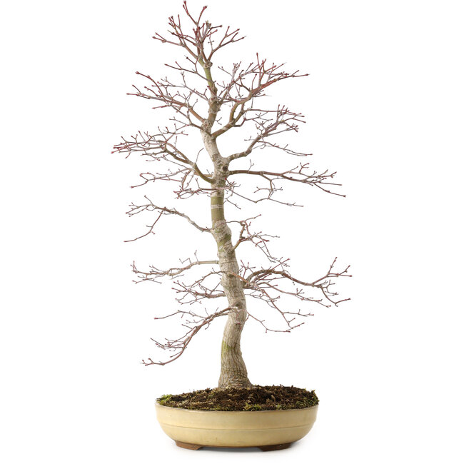 Acer palmatum, 62 cm, ± 25 years old, with a nebari of 9 cm