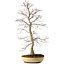 Acer palmatum, 62 cm, ± 25 ans, avec un nebari de 9 cm