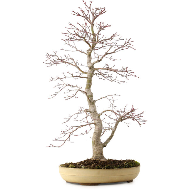Acer palmatum, 62 cm, ± 25 anni, con nebari di 9 cm