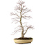 Acer palmatum, 62 cm, ± 25 años, con un nebari de 9 cm