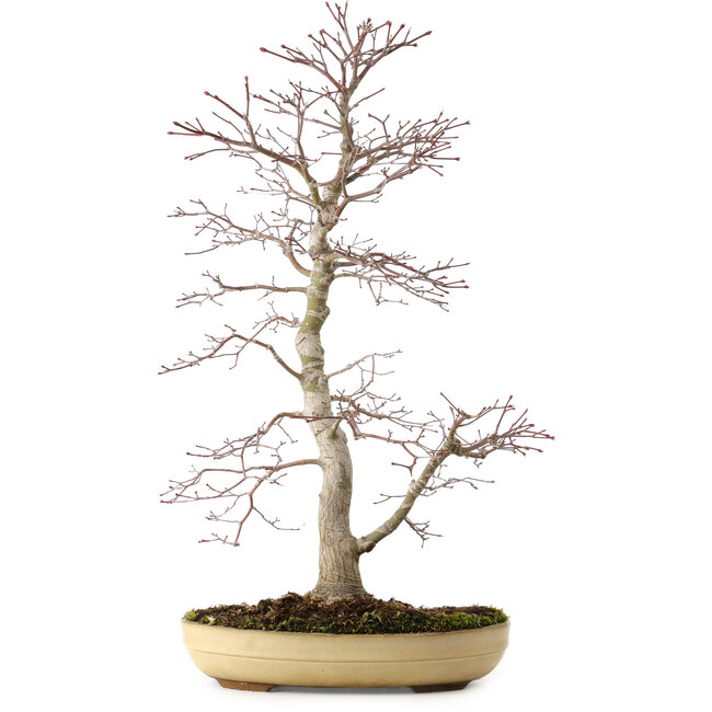 Acer palmatum, 62 cm, ± 25 Jahre alt, mit einem Wurzelhals von 9 cm