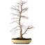 Acer palmatum, 62 cm, ± 25 años, con un nebari de 9 cm