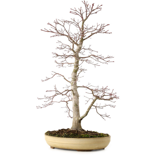 Acer palmatum, 62 cm, ± 25 Jahre alt, mit einem Wurzelhals von 9 cm