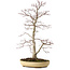 Acer palmatum, 62 cm, ± 25 anni, con nebari di 9 cm