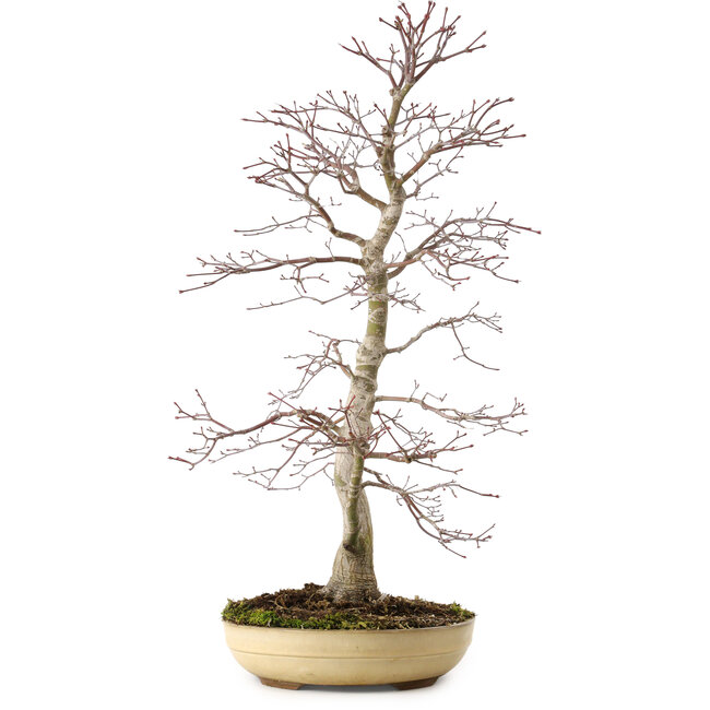 Acer palmatum, 62 cm, ± 25 years old, with a nebari of 9 cm