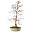 Acer palmatum, 62 cm, ± 25 ans, avec un nebari de 9 cm
