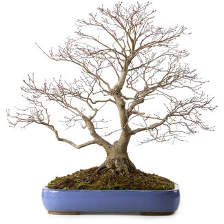Acer palmatum, 66 cm, ± 35 Jahre alt