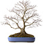 Acer palmatum, 66 cm, ± 35 años, con un nebari de 18 cm, en una maceta rota.