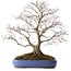 Handahorn (Acer palmatum), 66 cm, ca. 35 Jahre alt, mit einem Wurzelhals von 18 cm, in einem zerbrochenen Topf