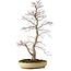 Acer palmatum, 62 cm, ± 25 anni, con nebari di 9 cm