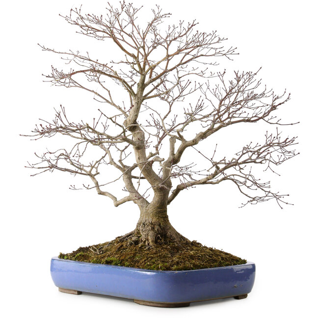 Handahorn (Acer palmatum), 66 cm, ca. 35 Jahre alt, mit einem Wurzelhals von 18 cm, in einem zerbrochenen Topf
