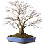 Handahorn (Acer palmatum), 66 cm, ca. 35 Jahre alt, mit einem Wurzelhals von 18 cm, in einem zerbrochenen Topf