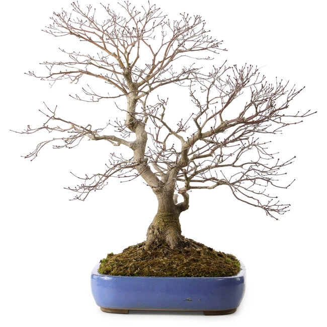 Handahorn (Acer palmatum), 66 cm, ca. 35 Jahre alt, mit einem Wurzelhals von 18 cm, in einem zerbrochenen Topf