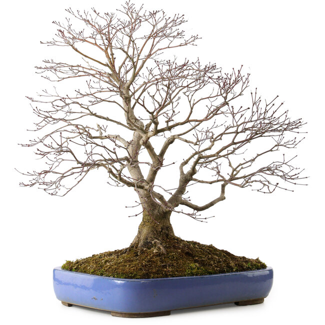 Acer palmatum, 66 cm, environ 35 ans, avec un nebari de 18 cm, dans un pot cassé