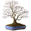 Acer palmatum, 66 cm, ± 35 anni, con nebari di 18 cm, in un vaso rotto