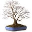 Handahorn (Acer palmatum), 66 cm, ca. 35 Jahre alt, mit einem Wurzelhals von 18 cm, in einem zerbrochenen Topf