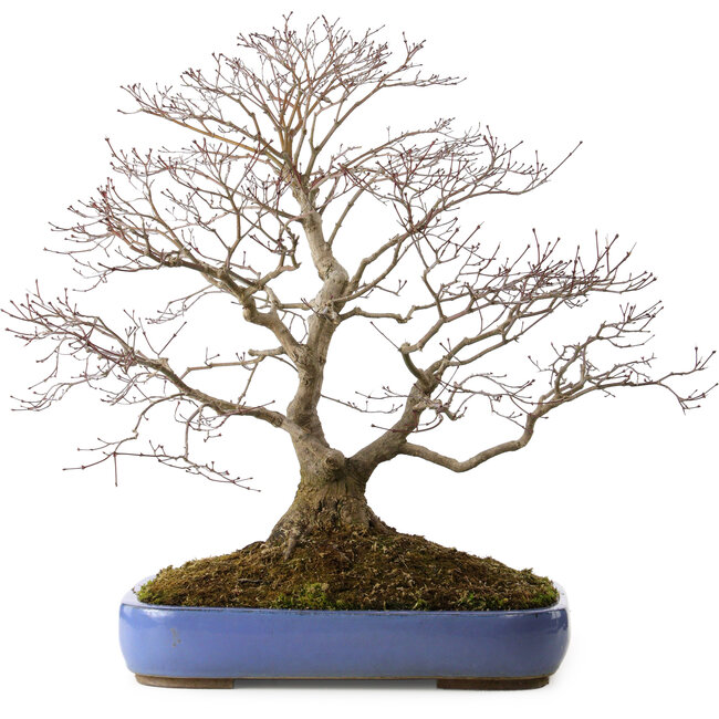 Acer palmatum, 66 cm, ± 35 years old, with a nebari of 18 cm, in a broken pot