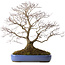 Acer palmatum, 66 cm, environ 35 ans, avec un nebari de 18 cm, dans un pot cassé