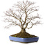 Acer palmatum, 66 cm, ± 35 años, con un nebari de 18 cm, en una maceta rota.