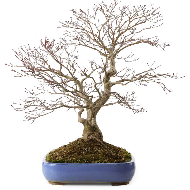 Acer palmatum, 66 cm, ± 35 años, con un nebari de 18 cm, en una maceta rota.