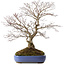 Acer palmatum, 66 cm, ± 35 años, con un nebari de 18 cm, en una maceta rota.